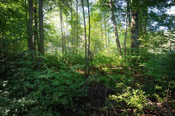낙엽수림 양치류 광선이 나무들 사이를 흐르고 나무들이 통나무들을 클로즈업 합니다 — 스톡 사진