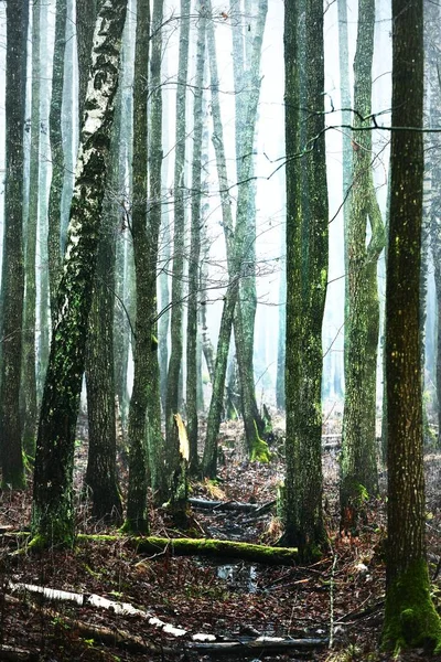 古い苔むした白樺の木 厚い朝の霧の中でシルエット 水たまりを閉じると 天然の鏡 幹の中を光が流れる 暗い神秘的な森のシーン 気味の悪い風景 おとぎ話 — ストック写真