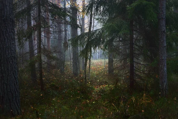 晨雾弥漫在混浊的针叶林中 冷杉和桦树的特写 神秘的秋天风景 阳光照射在树干上 Kemeri国家公园 拉脱维亚 — 图库照片
