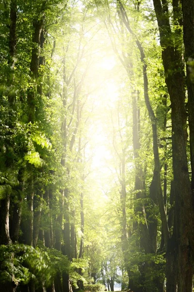 Φυσικό Τούνελ Ψηλές Πράσινες Φλαμουριές Χαμηλή Γωνία Θέας Φως Του — Φωτογραφία Αρχείου