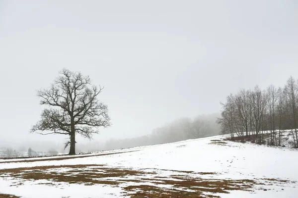 Campo Campo Carvalho Solitário Sem Folhas Contra Céu Sombrio Uma — Fotografia de Stock