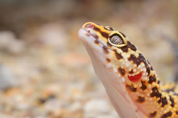 Leopard Gecko Eublepharis Macularius Djurparken Närbild Tallinn Estland Porträtt Konst — Stockfoto