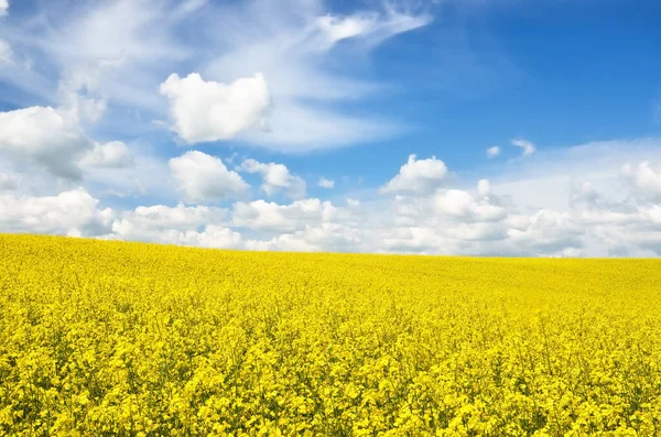 菜の花畑が咲いています 澄んだ青い空に輝く雲 雲のように 田舎の風景 バイオテクノロジー 食品産業 代替エネルギー 環境保全 パノラマビュー — ストック写真