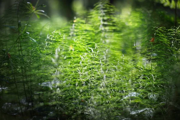 Waldboden Aus Grünen Farnblättern Nahaufnahme Insel Ruhnu Estland Geheimnisvolle Landschaft — Stockfoto