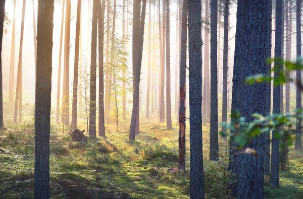 Small Golden Bush Evergreen Pine Forest Sunrise Close Morning Fog — Stock Photo, Image