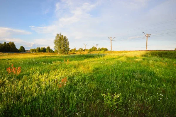 Green Countryside Field Railroad Birch Tree Forest Background Clear Blue — Stock Photo, Image