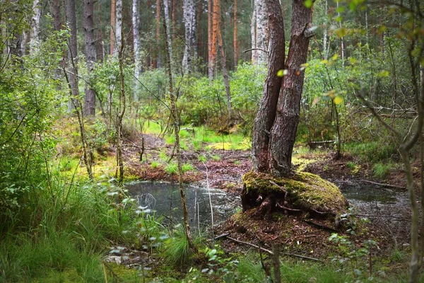 Małe Bagno Sosnowym Lesie Mech Paproć Rośliny Bliska Zielony Święty — Zdjęcie stockowe