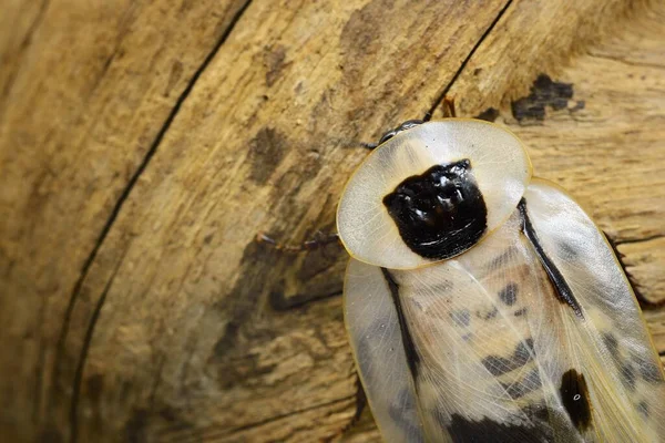 Barata Gigante Blaberus Giganteus Terrário Close Textura Madeira Fundo Conservação — Fotografia de Stock