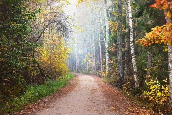 カラフルな黄金の白樺の木 常緑のスプルースと白い朝の霧の中で松を介して農村部の道路 牧歌的な秋の風景 霧の森のシーン ラトビアのケメリ国立公園 — ストック写真