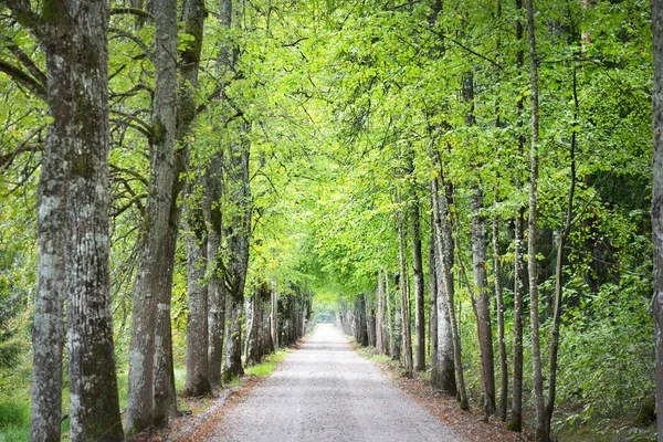 An archway of the single lane country road and tall green trees. Sunlight through the tree trunks. Fairy summer landscape. Idyllic forest scene. Latvia