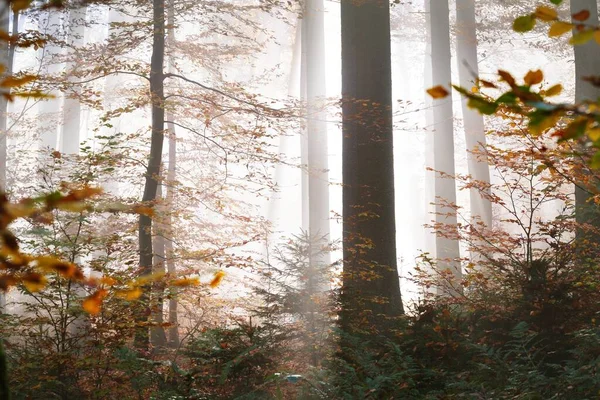 Alti Faggi Colorati Primo Piano Pavimento Forestale Foglie Rosse Arancioni — Foto Stock