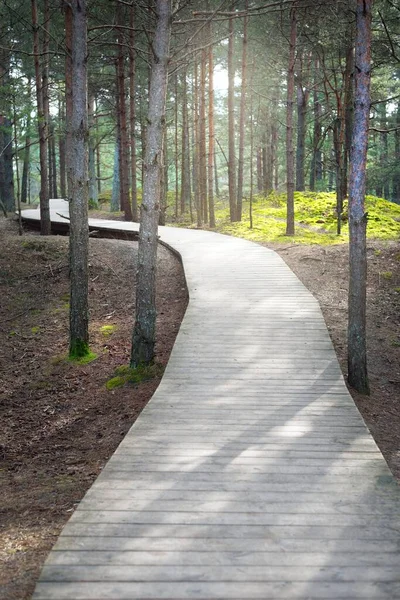 一条木制的小径穿过老松树 趴在地上 阳光和晨雾穿过树干 黑暗的森林场景 拉脱维亚 — 图库照片