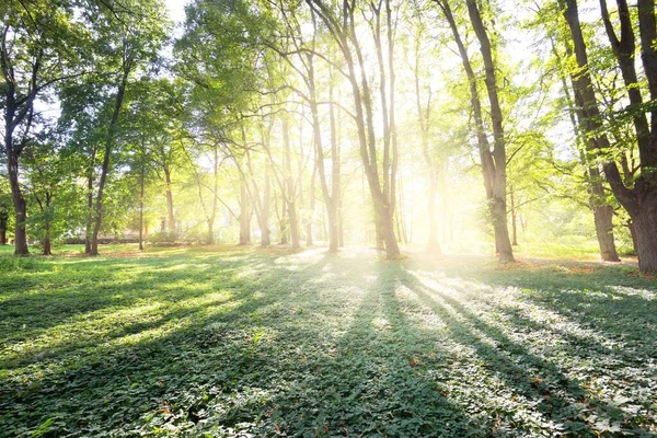 穿过城市公园里高大的林登树木的石子路附近的一片绿色草地 拉脱维亚里加 阳光照射在树干上 Idyllic Forest Scene — 图库照片