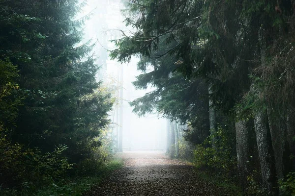안개가 소나무와 전나무 사이로 골목길이 펼쳐져 공원의 라트비아 — 스톡 사진