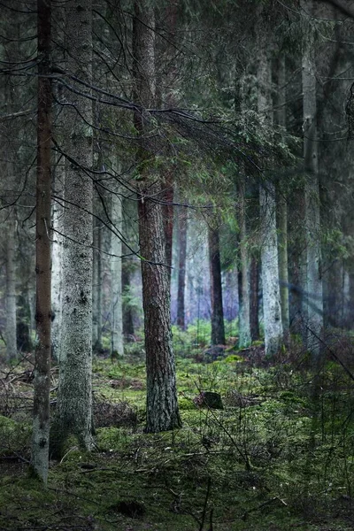 A view of the misty evergreen forest, ancient tall pine tree trunks close-up. Moss on the ground. Dark landscape. Estonia