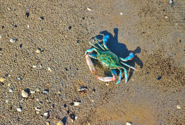 砂浜でカラフルな緑のおもちゃのカニ クローズアップ バルト海 ラトビア 子供時代教育用玩具科学生物学の概念 — ストック写真