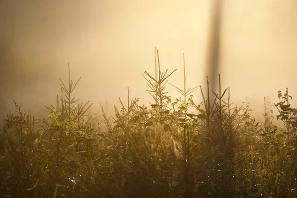 Geheimnisvoller Immergrüner Wald Bei Sonnenaufgang Goldenes Sonnenlicht Sonnenstrahlen Nebel Dunst — Stockfoto