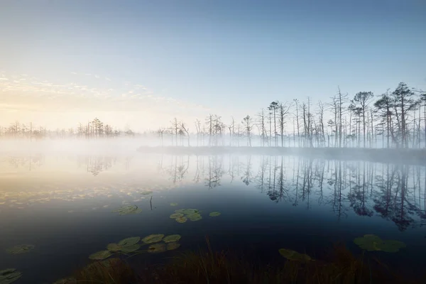 Bažinaté Lesní Jezero Husté Tajemné Mlze Při Východu Slunce Cenas — Stock fotografie