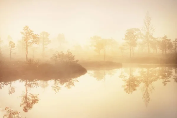 Vue Sur Lac Jeune Forêt Pins Dans Brouillard Matinal Lever — Photo