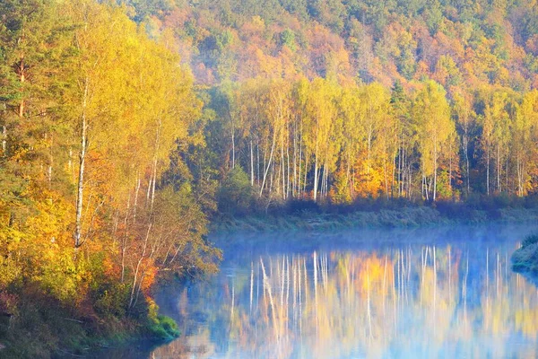 Adembenemend Uitzicht Gouden Berkenbos Rivier Een Ochtendmist Reflecties Water Nationaal — Stockfoto