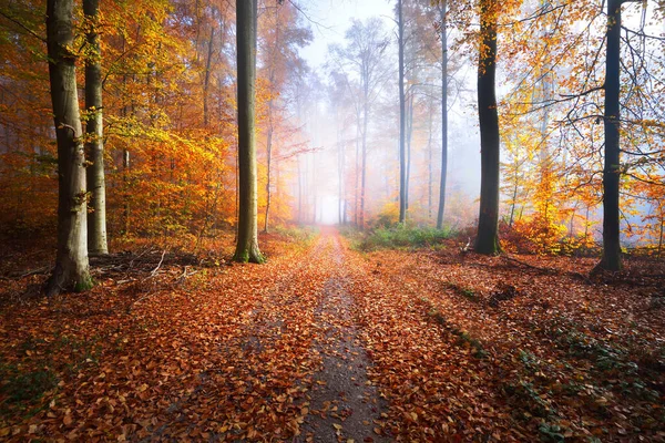 黄金の苔生したブナの木を通る道 赤とオレンジの葉の森の床 妖精の秋の風景 木の幹を通して純粋な朝の日差し 自然トンネルだ ドイツのハイデルベルク — ストック写真