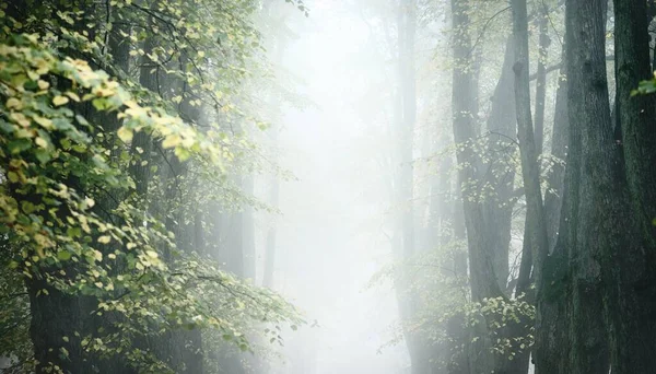 Plan Angle Bas Des Grands Tilleuls Dans Épais Brouillard Matinal — Photo