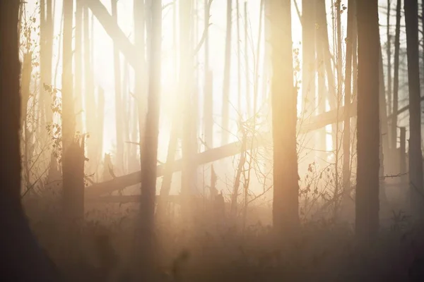 Bosque Mixto Coníferas Una Espesa Niebla Misteriosa Amanecer Cenas Tirelis —  Fotos de Stock