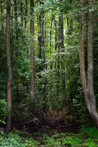 Árvores Velhas Com Raízes Grandes Close Floresta Caduca Pantanosa Pântano — Fotografia de Stock