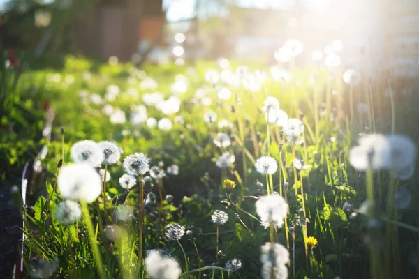 Fluffy Branco Flores Taraxacum Overblown Close Florescendo Tulipas Rosa Fundo — Fotografia de Stock