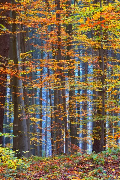Kolorowe Buki Pnie Drzew Bliska Idylliczny Bajkowy Jesienny Krajobraz Zielone — Zdjęcie stockowe