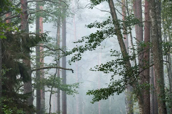 在浓密的晨雾中 一条空旷的小巷穿过常绿森林中高大的树木 天然隧道宁静的风景 拉脱维亚Kemeri国家公园的环境保护 — 图库照片