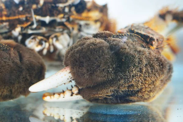 Krab Eriocheir Izolowany Akwarium Zbliżenie Gatunki Inwazyjne Zoologia Biologia Rakotwórczość — Zdjęcie stockowe