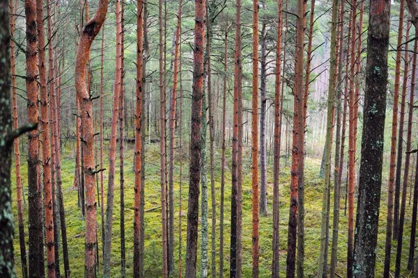 Old Mossy Pine Tree Trunks Close View Coniferous Forest Early — Stock Photo, Image