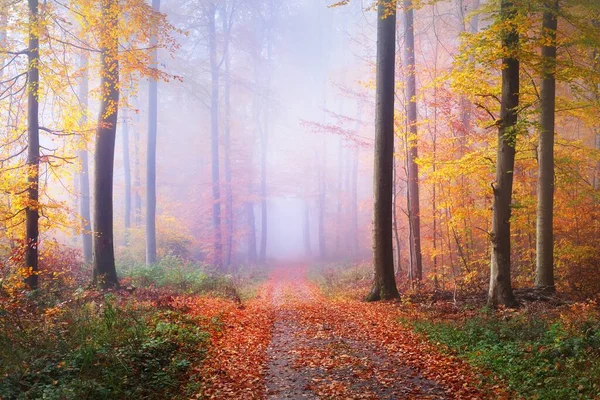 Caminho Através Das Faias Douradas Musgosas Piso Florestal Folhas Vermelhas — Fotografia de Stock