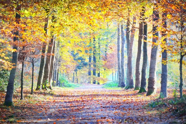 Adembenemend Uitzicht Steeg Door Het Stadspark Gouden Bomen Van Dichtbij — Stockfoto