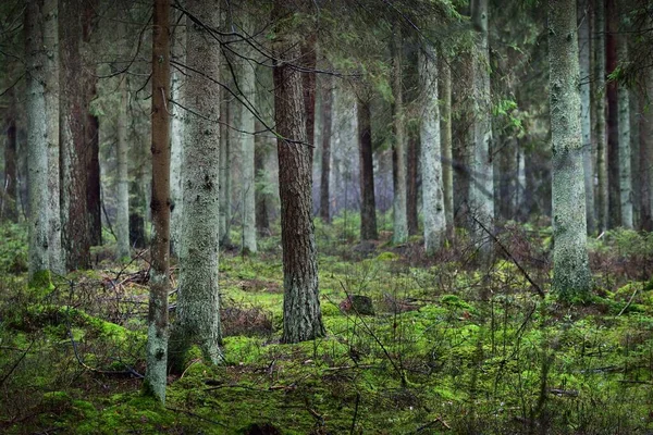 View Misty Evergreen Forest Ancient Tall Pine Tree Trunks Close — Stock Photo, Image