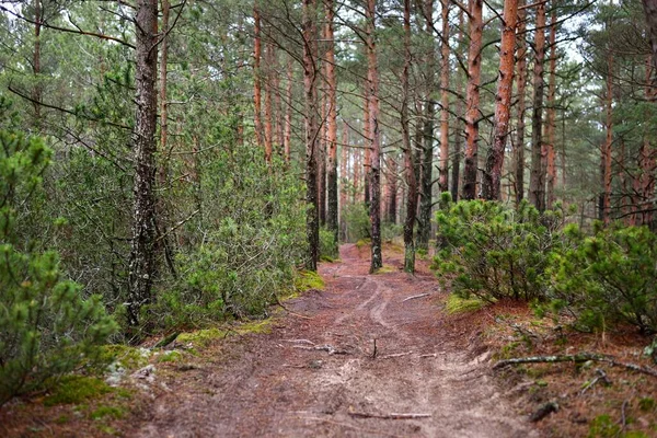 Ένα Μονοπάτι Μέσα Από Κωνοφόρο Δάσος Παλιά Πεύκα Και Έλατα — Φωτογραφία Αρχείου