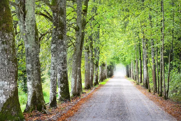 一个拱门的单车道乡间道路和高大的绿树 阳光穿过树干 美丽的夏季风景 Idyllic森林场景 拉脱维亚 — 图库照片