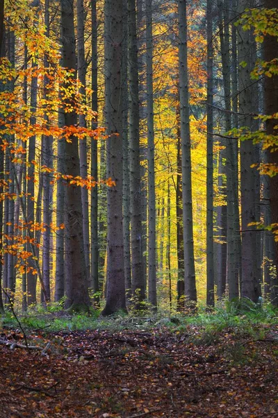 Faia Colorida Árvores Troncos Árvore Close Paisagem Outono Fadas Idílicas — Fotografia de Stock