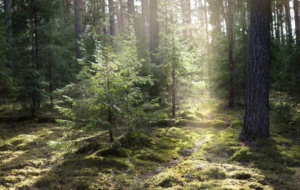 一个古老的苔藓云杉特写 阳光穿过针叶林中的树干 地面上的阴影 早春芬兰 — 图库照片