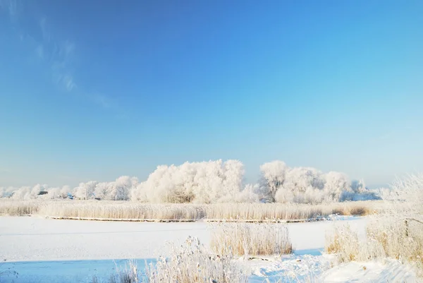 一个冰冻的湖泊和高大的落叶树在霜冻之后的暴风雪 新雪上的人类脚印 晴朗的冬日 温暖的阳光 拉脱维亚 — 图库照片