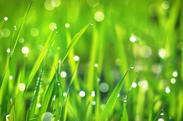 Green grass with dew drops at sunrise, texture, close-up. Abstract natural pattern. Sun flares blurred in bokeh. Graphic resources, macro photography, concept art, tranquility, pure nature concepts