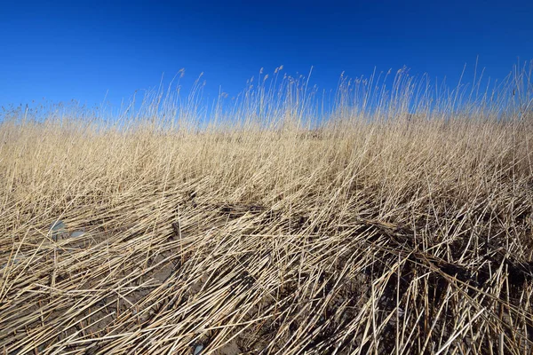 Trockenes Gras Pflanzen Ufer Der Ostsee Frühling Kasmu Naturschutzgebiet Estland — Stockfoto