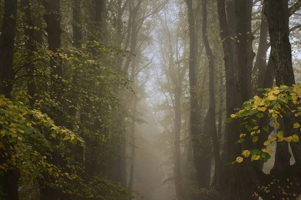 Plan Angle Bas Des Grands Tilleuls Dans Épais Brouillard Matinal — Photo