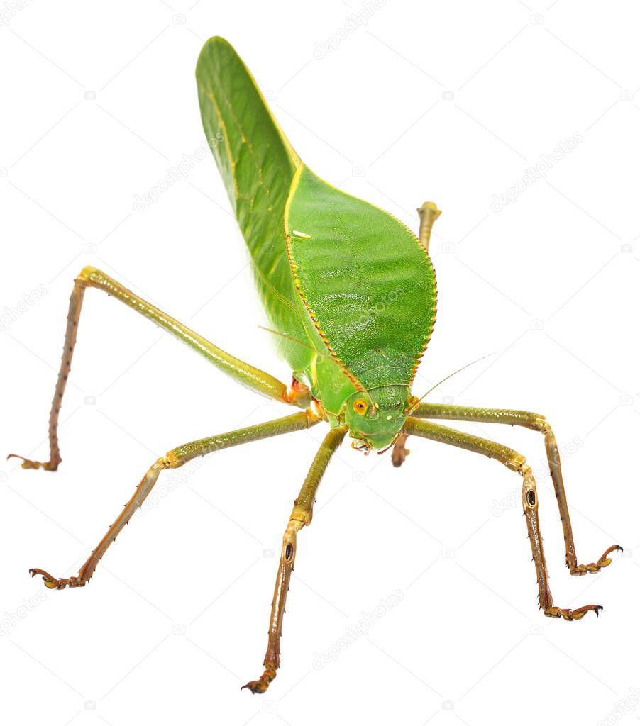 Unique huge green grasshopper (Tettigoniidae) Siliquofera grandis isolated on white background, close-up. Insect conservation of New Guinea, Australia. Entomology, environmental protection, research