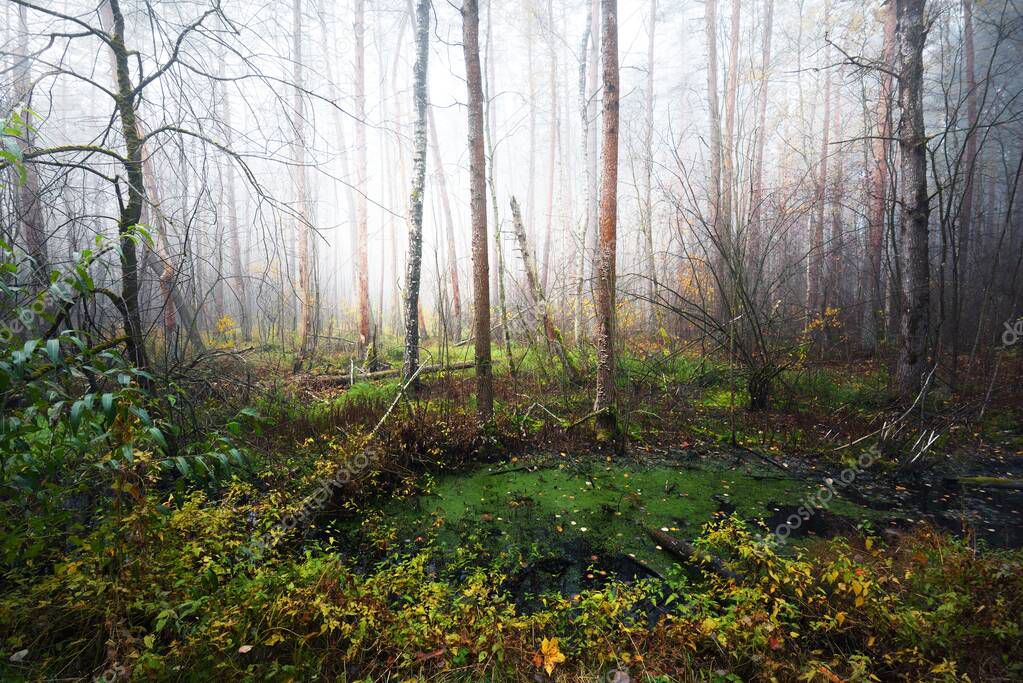 Green swamp and forest in a thick white morning fog. Light flowing through the tree trunks. Germany. Ecosystems, ecology, environmental conservation
