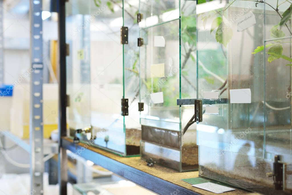 Insectario en el laboratorio del zoológico. Estantes de terrario