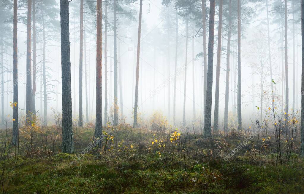 Panoramic view of the misty autumn forest. Green grass, red and orange leaves on the ground, bushes, plants, tall mossy pine tree trunks close-up. Environmental conservation in Finland