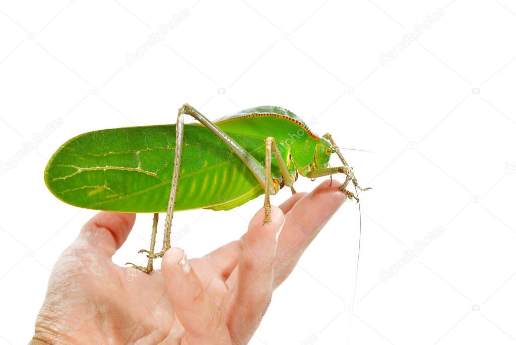 Unique huge green grasshopper (Tettigoniidae) Siliquofera grandis in a hand, isolated on white background, close-up. Insect conservation of New Guinea, Australia. Entomology, education, research