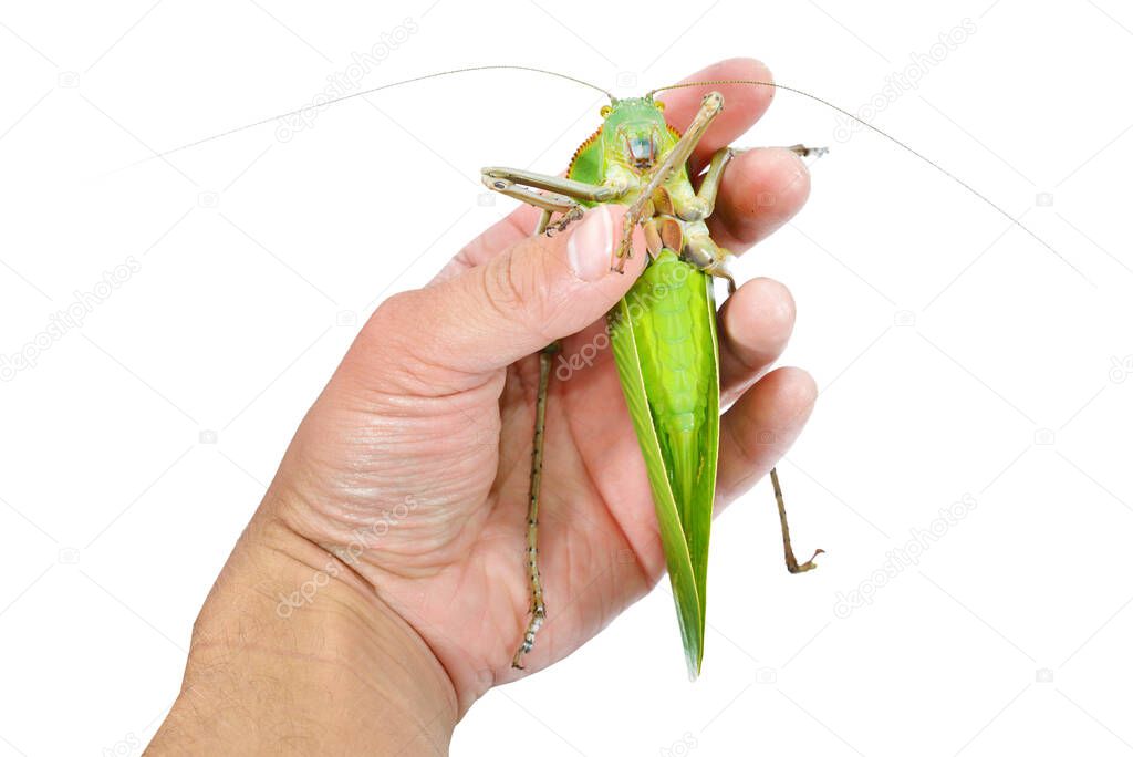 Unique huge green grasshopper (Tettigoniidae) Siliquofera grandis in a hand, isolated on white background, close-up. Insect conservation of New Guinea, Australia. Entomology, education, research